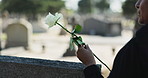 Rose, graveyard or hands of person by tombstone for death ceremony, funeral or memorial service. Pain, closeup and flower on gravestone for mourning, burial or loss in public cemetery for farewell