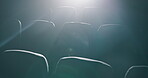 Seats, cinema and empty room for movie entertainment or auditorium screening, theatre or film. Chairs, show and rows for watching in dark with projector or comfortable furniture, light or audience