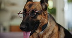 Home, pet and fashion with dog glasses, accessory on German Shepherd for fun with cute canine. Eyewear, companion with adorable trendy specs, animal for protection and safety in house for support 