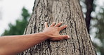 Person, tree and hand in woods, nature or forest for care, love or sustainability on Earth day. Outdoor, eco friendly closeup or climate change protest for deforestation, countryside or environment