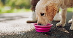Dog, drinking and road with water bowl for walk, run or hydration from outdoor exercise in nature with owner. Closeup of animal, pet or Labrador with mineral liquid for thirst on street at park
