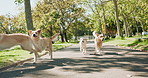 Dogs, Labrador and running with pack at park for freedom, fun walk or day at playground. Group of animals, pets or canine unit enjoying outdoor sunshine on road, street or path in nature together
