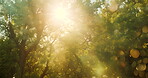 Tree, nature and flare with leaves in forest with sunshine in woods for ecology with environment. Wind, green and foliage for landscape or season with beautiful, texture and habitat for wildlife