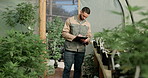 Walking, checklist or man farming in greenhouse for marijuana leaf production or weed research. Agriculture, writing or farmer gardening cannabis for planting growth, inspection or small business