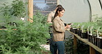 Growth, tablet or woman farming in greenhouse for marijuana leaf production and weed research. Agriculture app, natural or farmer gardening cannabis for planting check, inspection or small business