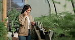 Phone call, cannabis and woman in greenhouse, plants and nature with communication, order and connection. Person, entrepreneur and farmer with phone, contact and shipping with cbd and organic harvest
