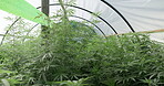 Farming, greenhouse and weed bush of marijuana leaves for cannabis or pharmaceutical, natural and medical research for mental benefit. Tree, indica and leaf for genetics and breeding for thc or cbd.