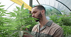 Plants, inspection and man farming in greenhouse for marijuana leaf production or hemp medicine. Agriculture, natural and farmer gardening cannabis for planting growth, weed harvest or small business