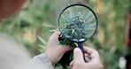 Magnifying glass, hands or person farming in garden for marijuana leaf production or hemp benefits. Agriculture, inspection check or farmer looking at cannabis bud for planting growth or weed harvest