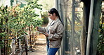 Woman, cannabis and farm inspection with tablet, checking quality and sustainable eco friendly environment or growth. Walking, cbd strains and stivia marijuana plant, thc production and online report