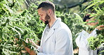 Scientist, man and clipboard inspection in greenhouse for cannabis farming, plant analysis or pharmaceutical medicine.  Medical, person and check growth of marijuana, progress or 420 production
