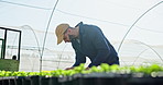 Plant, working and farming man in greenhouse for food production with sustainability and vegetable growth. Farmer person, guy and lettuce or rocket for agriculture industry with nutrition and health