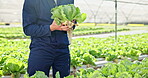 Farmer, man and growth of lettuce in greenhouse for harvest, inspection and sustainable development. Professional farming, crops and vegetables with quality assurance or food production for nutrition