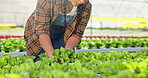 Farmer, woman and growth of lettuce in greenhouse for harvest, inspection or sustainable development. Professional farming, crops or vegetables with quality assurance or food production for nutrition