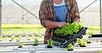 Seedlings, woman and plants in greenhouse, nature and sustainability for farming, growth and expert. Food production, person and farmer with organic industry, agriculture and vegetables for export