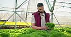 Farmer, inspection and growth of lettuce in greenhouse for harvest, ecology or sustainable development. Professional farming, man or vegetables with quality assurance or food production for nutrition