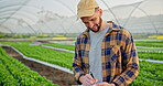 Farmer, lettuce and inspection for growth in greenhouse with quality assurance and happy with crop compliance. Professional farming, man and writing on checklist for sustainability or food production