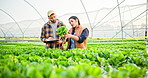 Tablet, people and seedling in greenhouse, growth and inspection with sustainability, digital app and harvest. Man, woman or farmers with tech, online for quality control and agriculture with produce