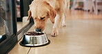 Food, dog and eating in bowl for nutrition, healthy diet or vitamins for natural wellness in kitchen. Meal, feed and hungry pet animal with dinner, lunch and protein dish for golden retriever in home