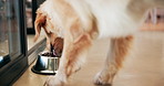 Food, dog and eating in bowl on floor for nutrition, healthy diet or wellness in home kitchen. Meal, feed and hungry pet animal with dinner, lunch and protein dish for golden retriever in back view