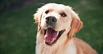 Relax, dog or pet outdoor on grass panting for happy, healthy and care free in park for summer fun. Animal, puppy or golden retriever in nature calm for break, rest and comfortable in backyard