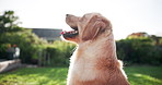 Relax, nature and calm dog in garden with health, wellness and outdoor pet in backyard in summer. Obedience, loyalty and Golden Retriever in garden with peace, tongue out and profile of animal.