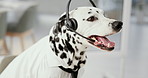 Office, business and dog with headset for call center, customer service and telemarketing agency. Pet, animal and Dalmatian with equipment in professional workplace for humor, comedy and comic joke