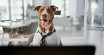 Office, laptop and business dog in shirt with research, online networking and corporate animal at desk. Consultant, agent or pitbull at computer with professional career in pet friendly workplace