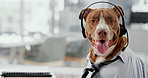 Office, professional and portrait of dog with headset for customer service, call center and telemarketing. Pet friendly business, animal and Pitbull in workplace for crm support, consulting and comic