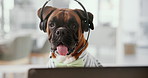 Office, laptop and portrait of dog with headset, support and online networking for service animal at desk. Consultant, agent or Boxer at call center with professional career in pet friendly workplace