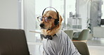 Dog, call center and communication with laptop, headset and glasses with reading for telemarketing in office. Animal, pet or golden retriever with computer for tech support, customer service and voip