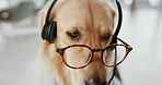 Dog, call center and consultant job with headset, glasses and closeup for telemarketing in modern office. Animal, pet or golden retriever with headphone for tech support, customer care and crm agent