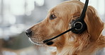 Dog, call center and consultant with headset in office, profile or crm agent in telemarketing. Animal, pet or golden retriever with headphone for tech support, customer care or voip for communication