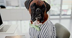 Office, business and portrait of dog at desk for working, career and job for corporate agency. Pet friendly, animal and Boxer in professional workplace on laptop for research, website and internet