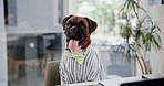 Dog, office and business costume with funny suit and workplace with job and tie at desk. Boxer, professional and work humor of animal at company with dressing up and comedy of cute pet employee