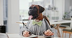 Office, business and dog writing with documents for working, career and job for corporate agency. Pet friendly, animal and Boxer in professional workplace on laptop for research, website and internet