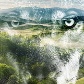 Wolf, double exposure and nature with wildlife in forest with clouds ...