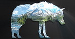 Wolf, double exposure and nature for forest animal by clouds, lake or mountains with conservation. Woods, snow and winter by river with sustainability, habitat or landscape with trees in environment