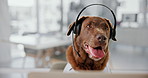 Dog, call center and crm work with telemarketing, customer service and support with costume. Funny, labrador and cosplay in an office with headset of animal consultant with pet in workplace with tech