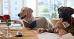 Dogs, purchase and paying in restaurant with bank card for dinner, lunch or national pet month. Celebration, animal couple or waiter for hospitality, fine dining or pet service with terminal machine