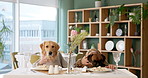 Restaurant, hungry and dogs with food for eating, lunch and national pet month for celebration. Dinner, animal couple and private chef for hospitality, serving and pet service with fine dining