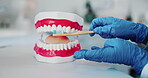 Hands, teeth mold and brush with gums, tools and consultation for dental service in clinic. Dentist, orthodontics and prop for oral hygiene, health demonstration or cavity solution with mouth model