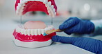 Hands, teeth model and brush with gums, tools and consultation for dental service in clinic. Dentist, orthodontics and prop for oral hygiene, questions or cavity solution with mouth mold for health