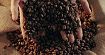 Organic, sustainable and hands with coffee beans for checking fresh granules for texture. Natural, caffeine grain and bag of natural brown seeds for quality assurance of espresso, latte or cappuccino