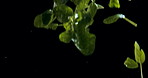 Plant, basil and falling with ingredients for salad, vegetarian cuisine or flavour in studio on a black background. Closeup of natural, organic green food or leaves on fresh produce, cooking or herbs