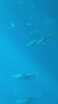 Underwater, dolphins and swimming with bubbles in ocean for aquatic life, ecosystem and natural habitat. Animal, pod and mammal with movement in liquid for biodiversity, environment and conservation