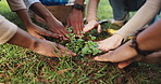 Plant, gardening and hands of volunteers in nature with eco friendly, sustainability and growth. Field, leaf and team of ngo employees with green tree for clean energy project for charity in park.