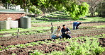 Man, woman and farming with crops on ground for inspection for growth with plants, crops or chilli on field. Farmer, sustainability and pepper with soil, vegetables with or food production in Mexico