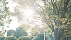 Outdoor, peace and trees in nature, forest and scenery of environment, plant and branches in location. Morning, lens flare and travel destination in woods, summer and greenery of plants in Japan