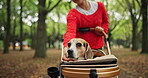 Japanese woman, dog and park with stroller, friendship and bonding for wellness and travel with journey. Asian person, puppy and pet care with walk, fresh air and outdoor path in nature for training